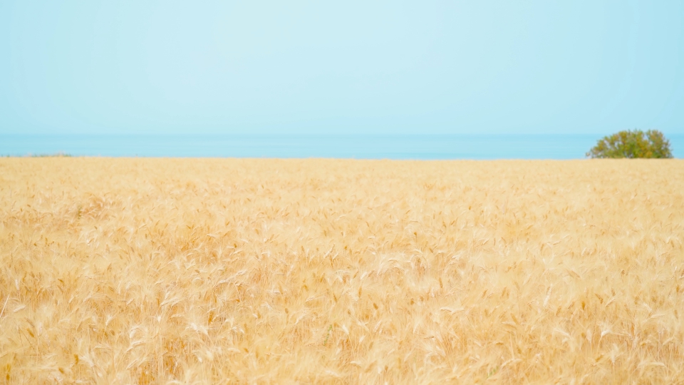 Wheat field by the blue sea in summer