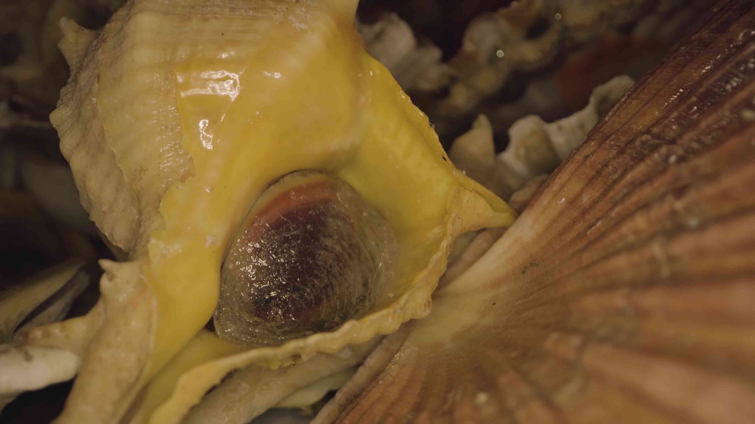 Macro video of a mollusk