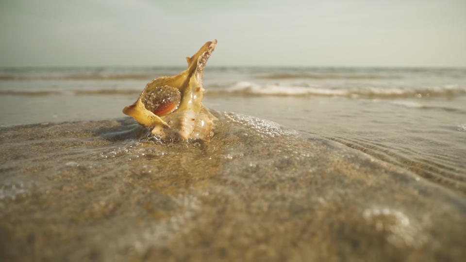 Conchiglia viva bagnata dal mare