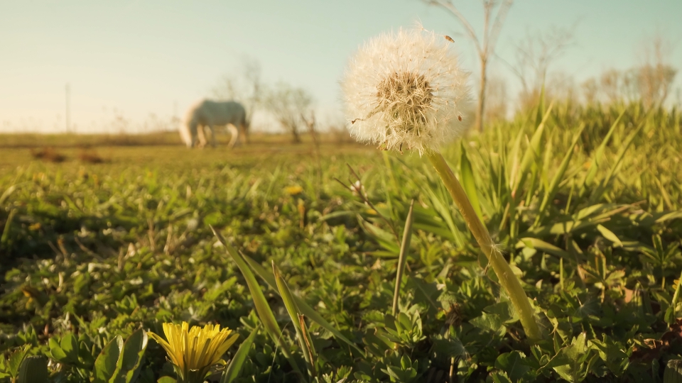 Dente di leone tra la natura