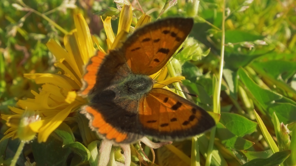 Butterfly sitting on plants