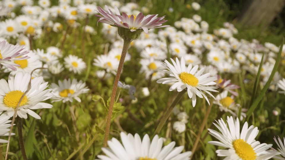 Beautiful daisies among green grass