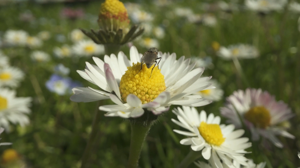 Field of daisies