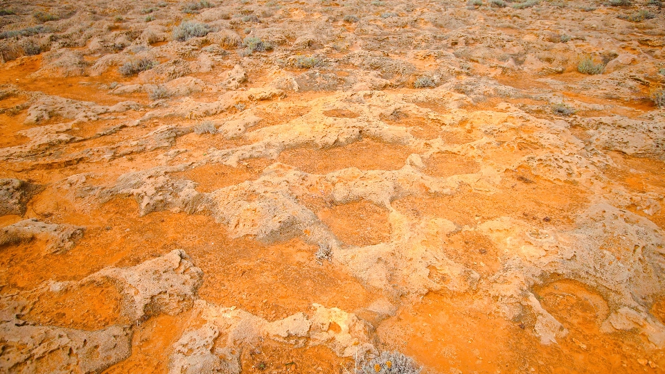 Barriera corallina nel suo passato geologico