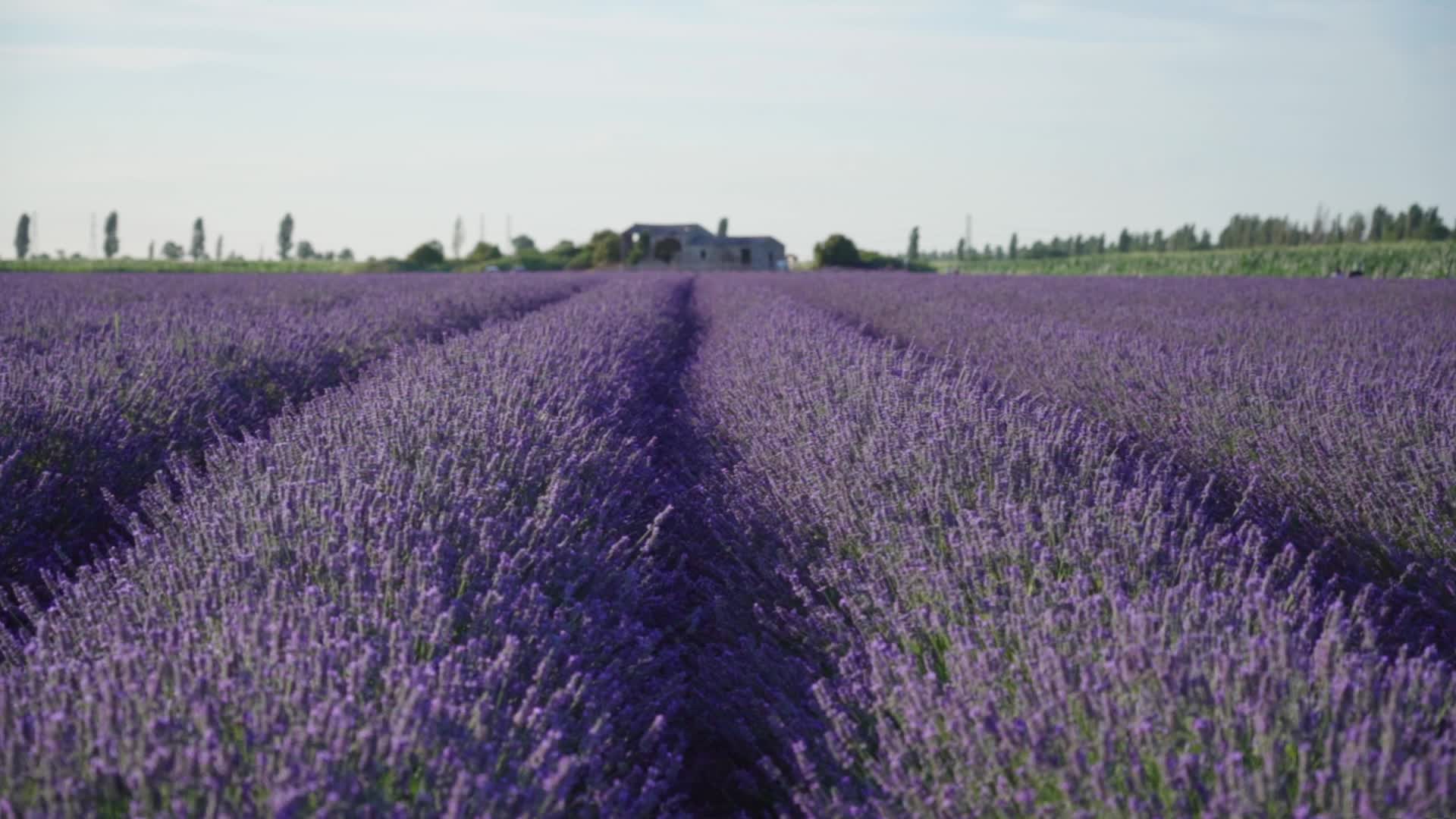 Campo di lavanda