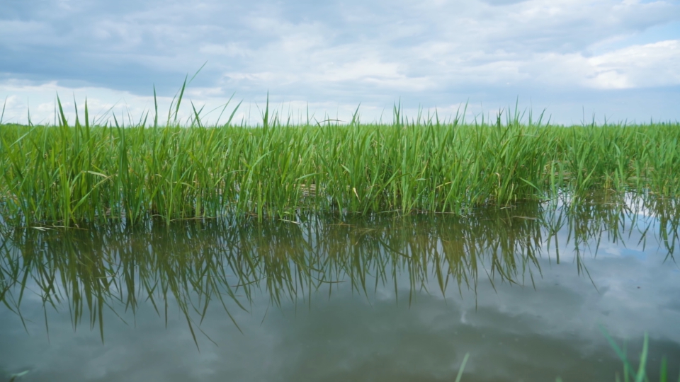 Green rice plants grow in water