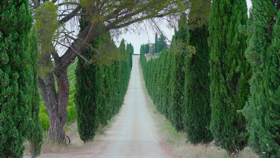 Toscana con suoi alberi verdi in campagna