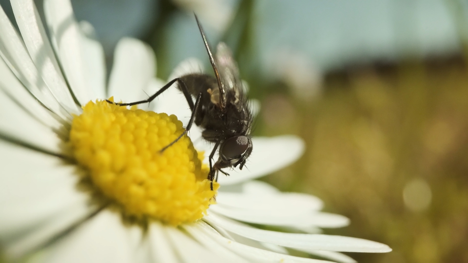 Mosca eats the daisy