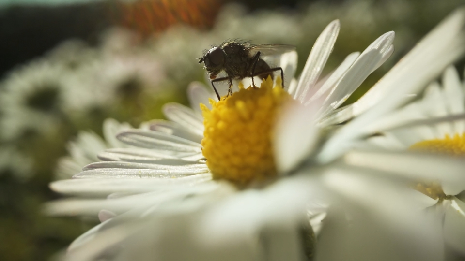 Flies sitting on flowering daisies