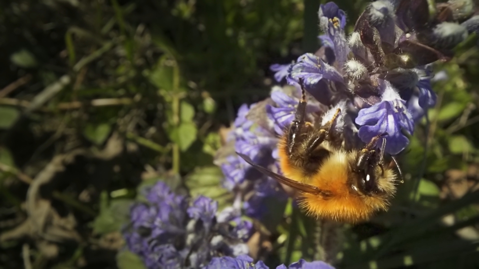 Bumblebee collects nectar from sage