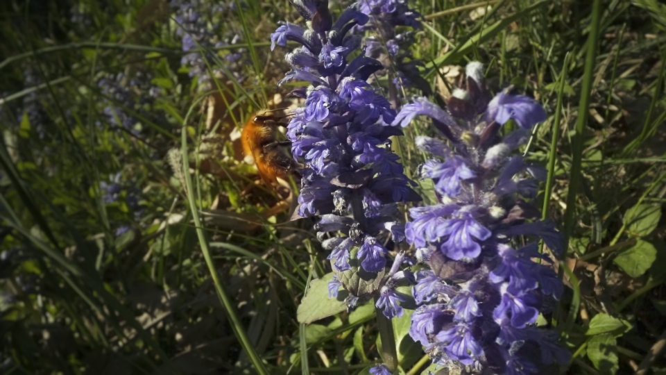 Bombus Latreille sul fiore