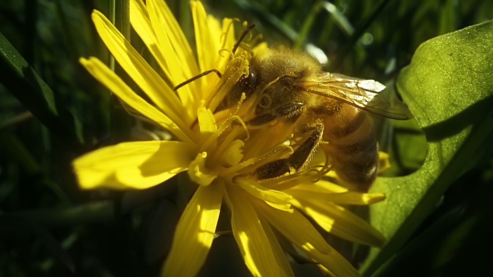 The foraging bee collects nectar with its proboscis