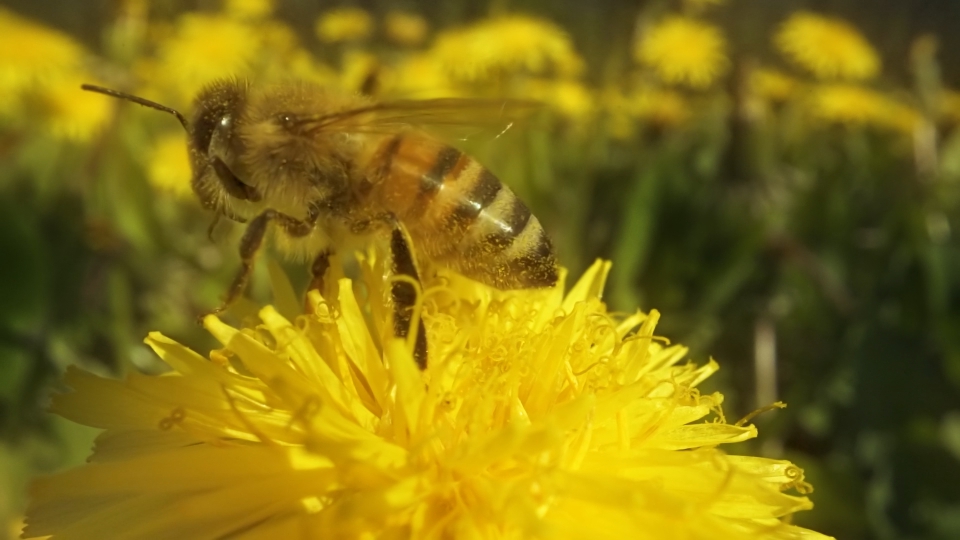 Mind bee collects nectar