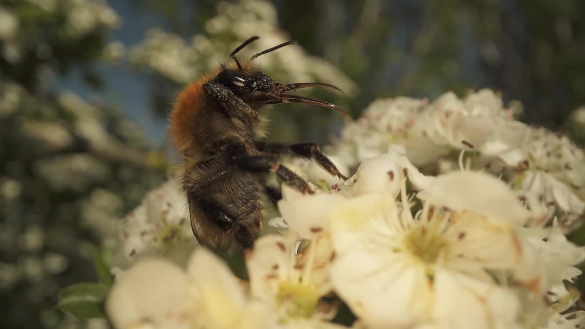 Bumblebee sitting on the white flower of the tree in autumn