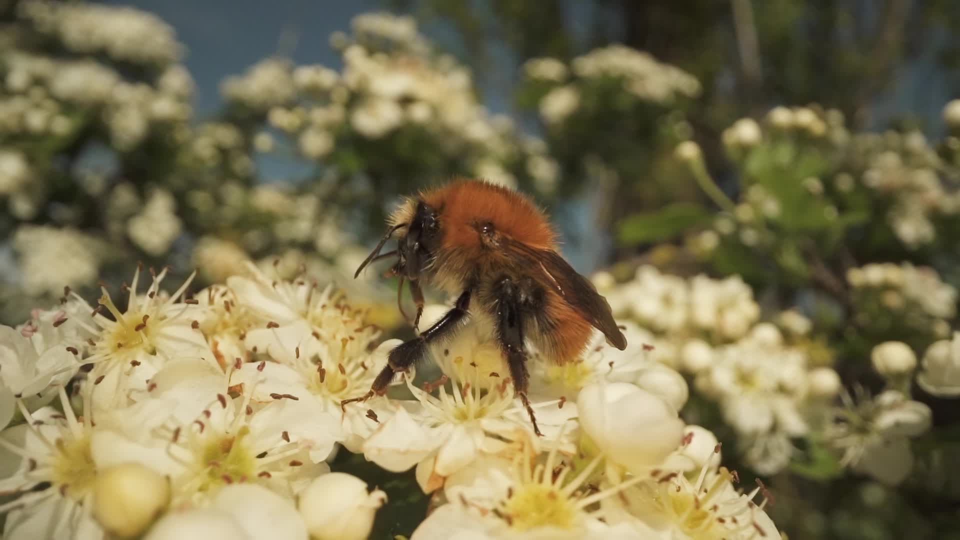 Bombo sui fiori di un albero in primavera