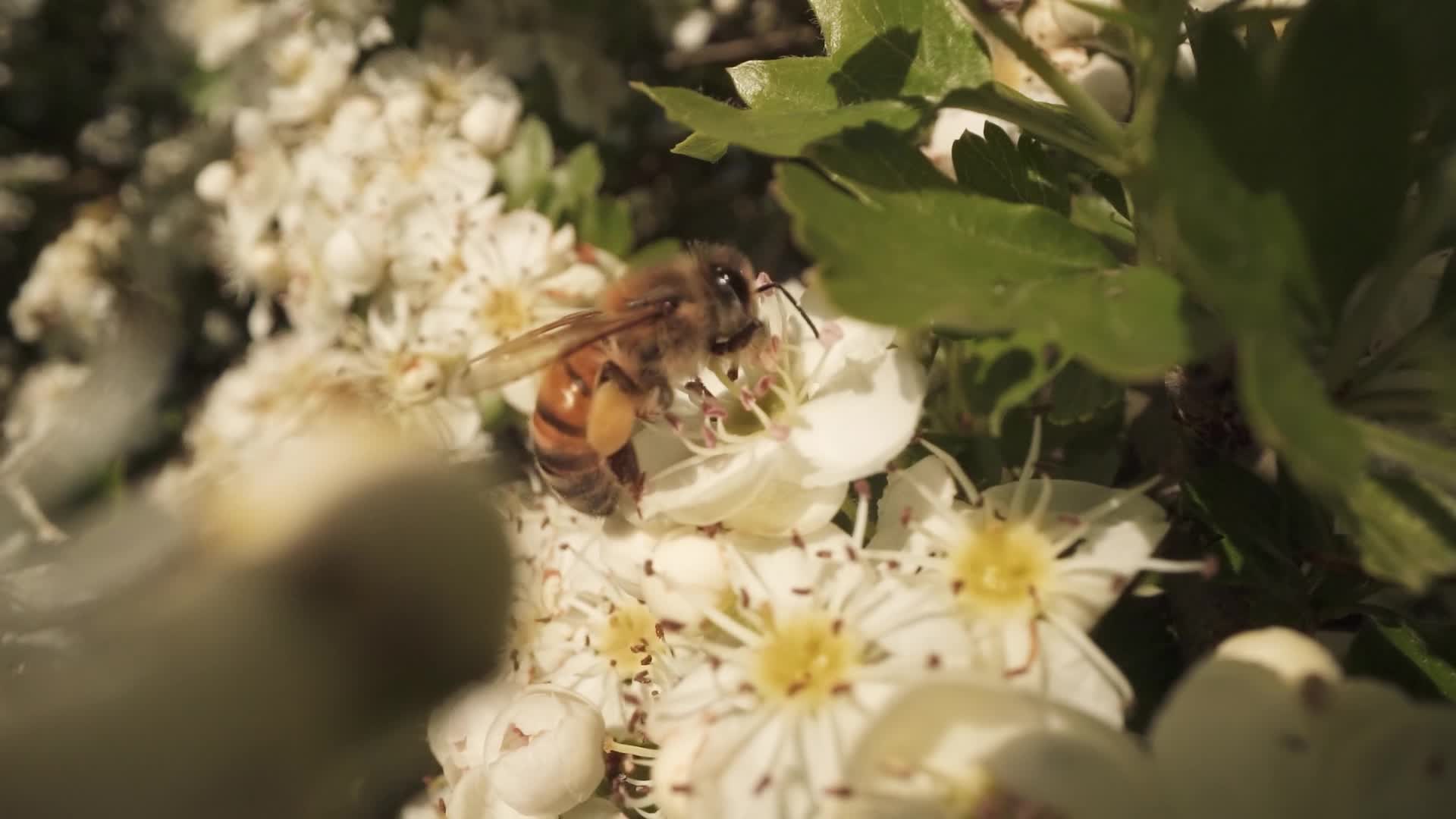 A foraging bee looking for pollen and nectar on the cherry blossom tree