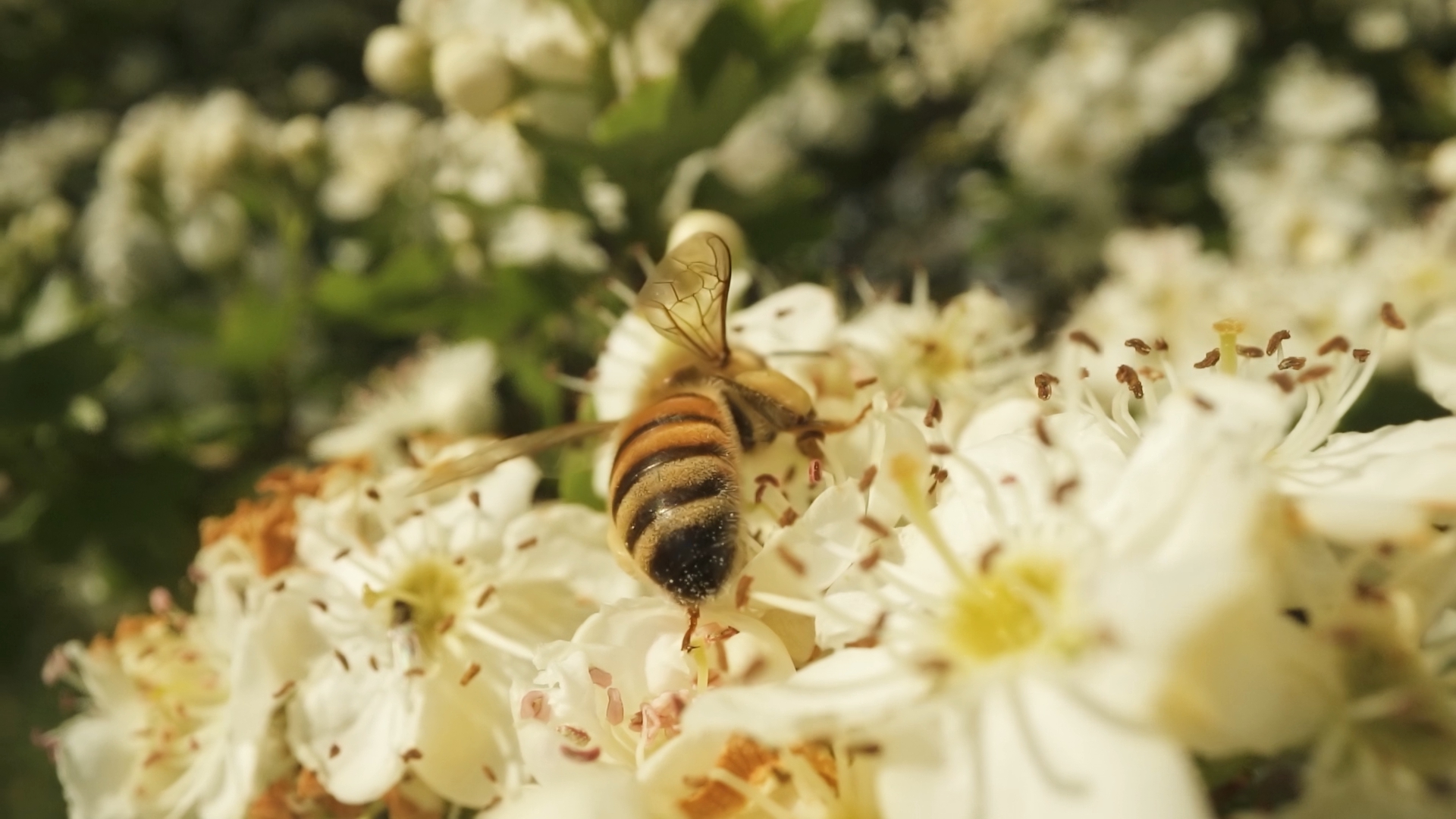 Bee on flowers looking for nectar