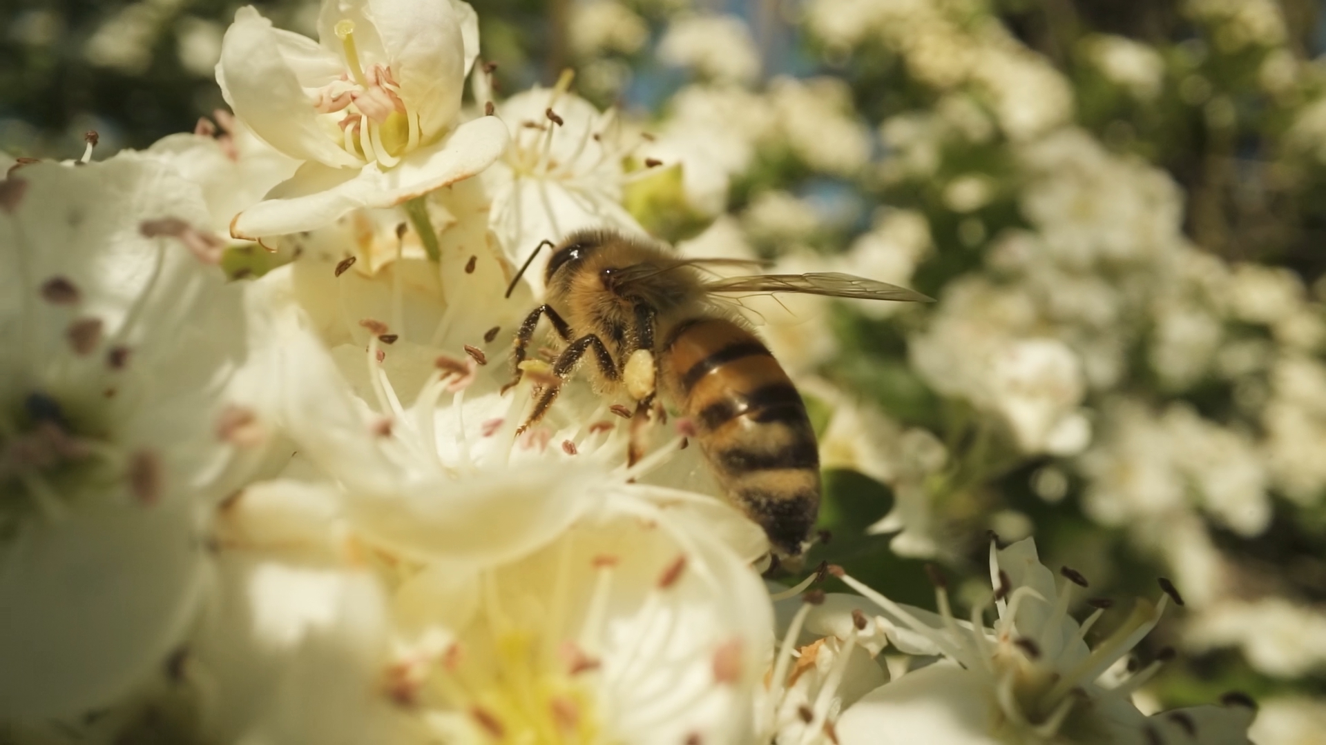 Piccola ape cammina sul fiore bianco