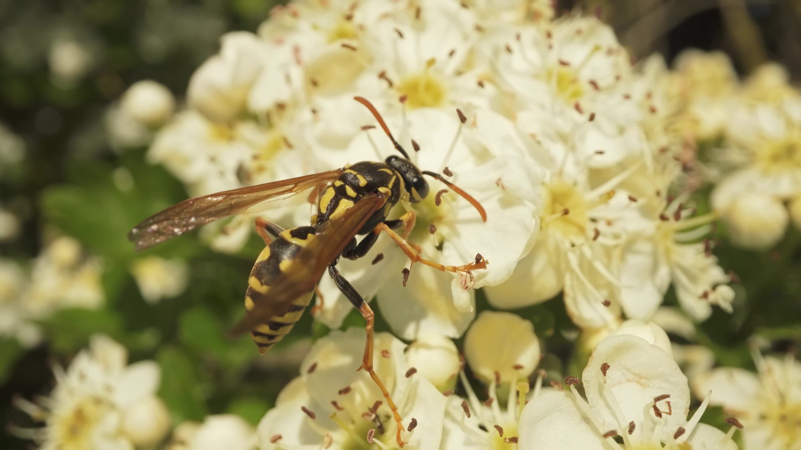 Wasp insect is eating on flowers