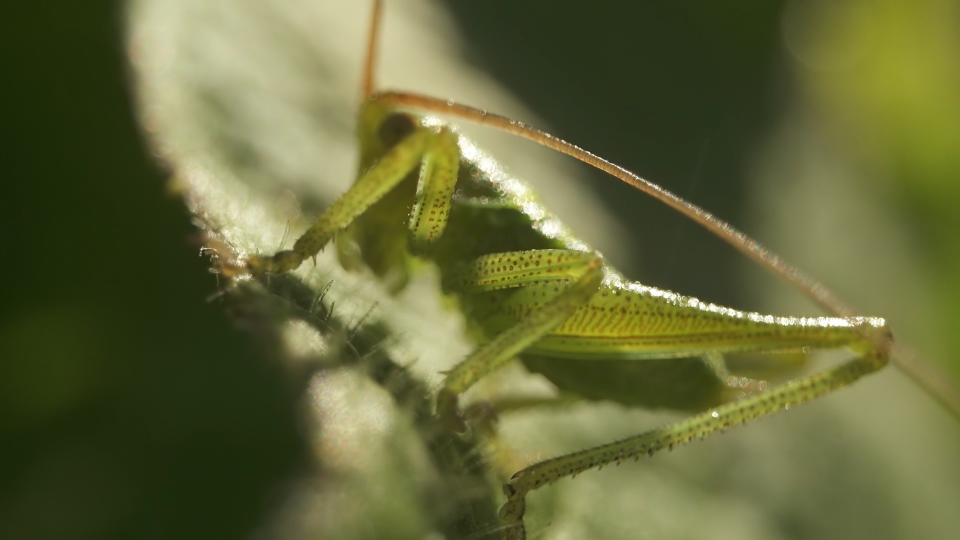 Green cricket Tettigoniidae Krauss