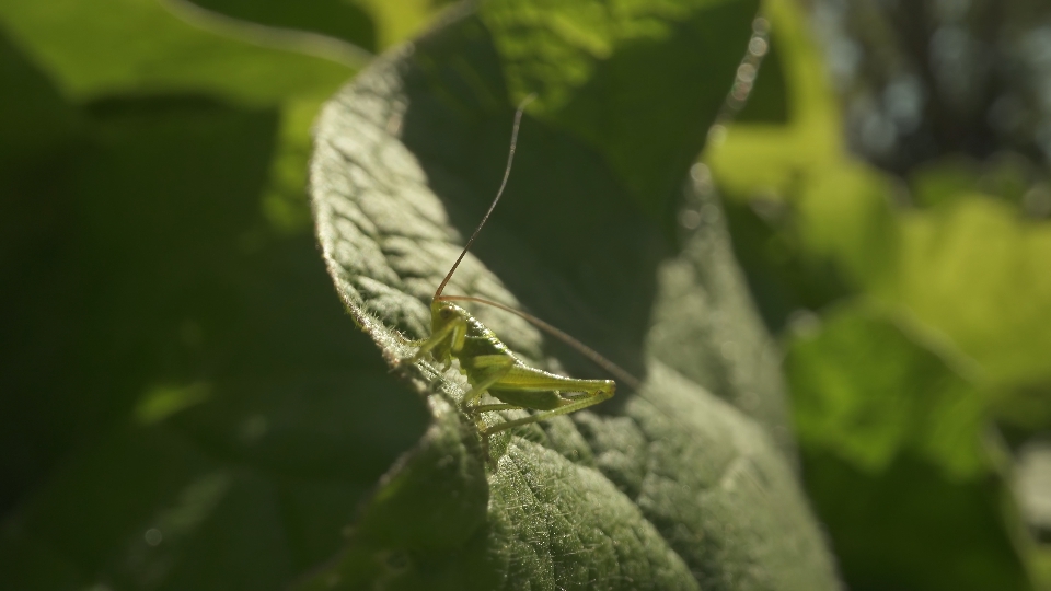 Cricket camouflages itself among the green leaves of the burdock