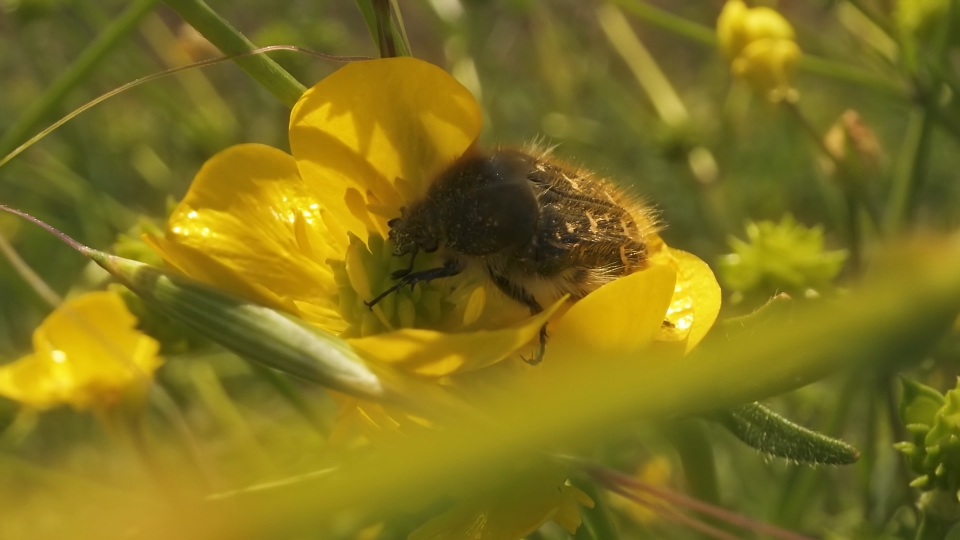 Tropinota hirta eat pollen on yellow flower