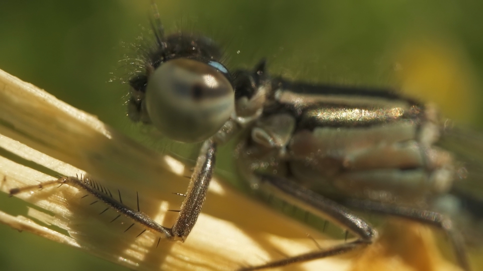 Libellula in macro in primo piano