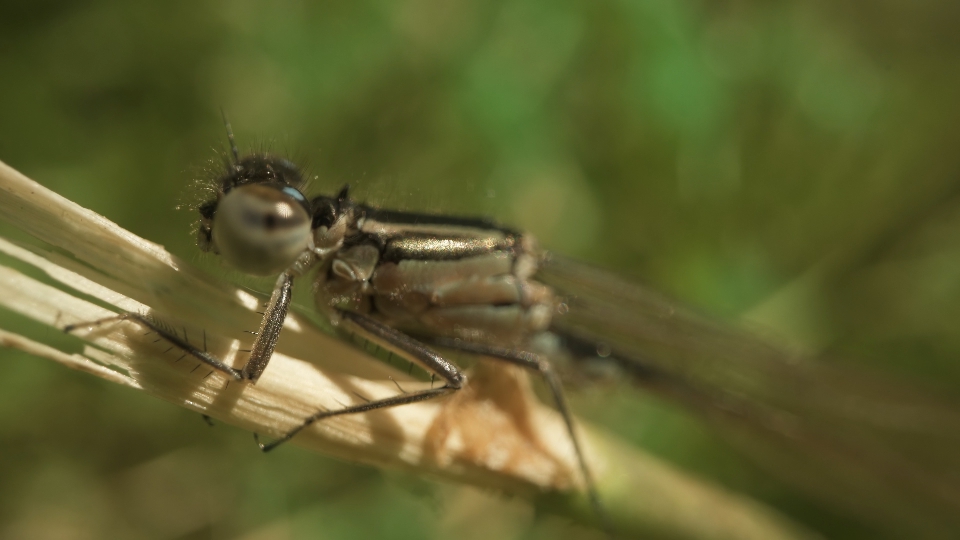 Libellula