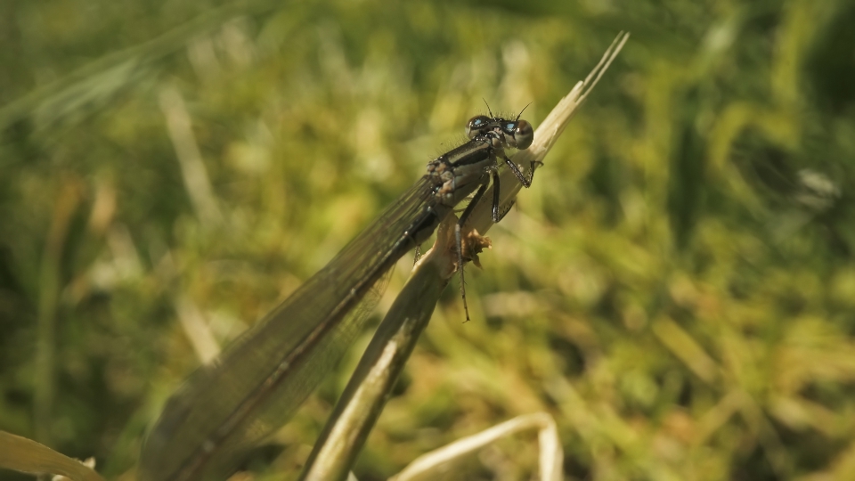 Macro body of the still dragonfly