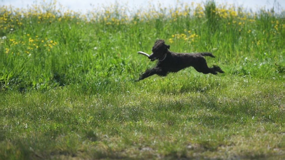 Dog runs with stick in mouth