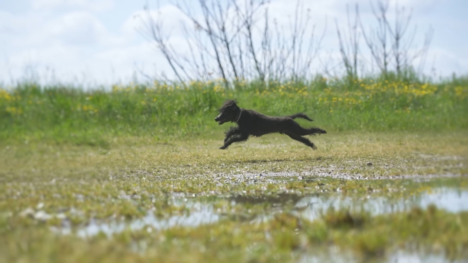 Dog runs in slow motion among nature