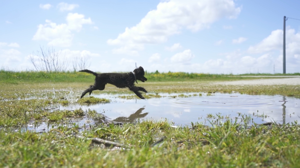 Black poodle runs on the puddle in slow motion