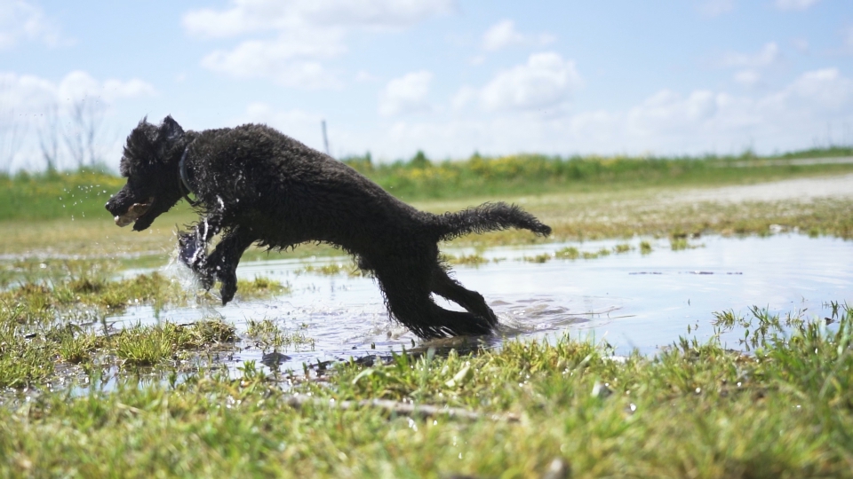 Dog jumps from puddle in slow motion playing with stick in mouth