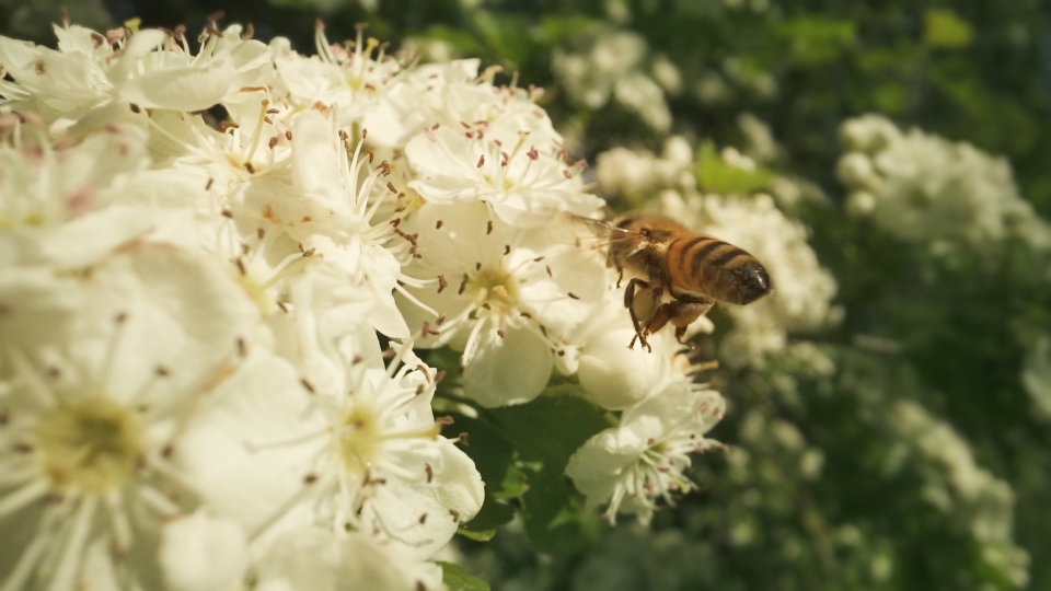 Bee with pollen on paws flies in front of white flowers