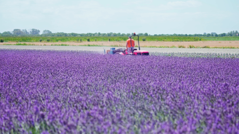 Trattore lavora sul campo viola di lavanda