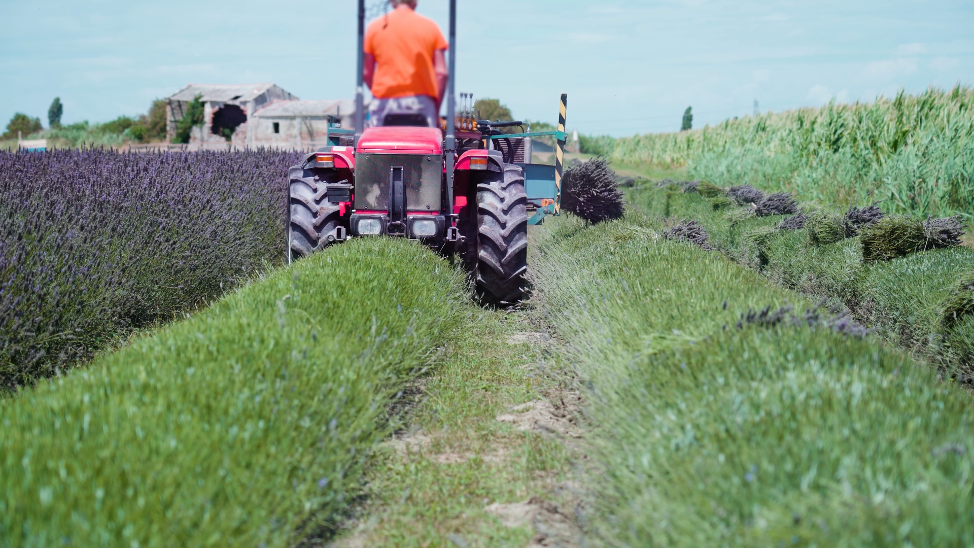 Tractor works on agricultural field cutting lavender