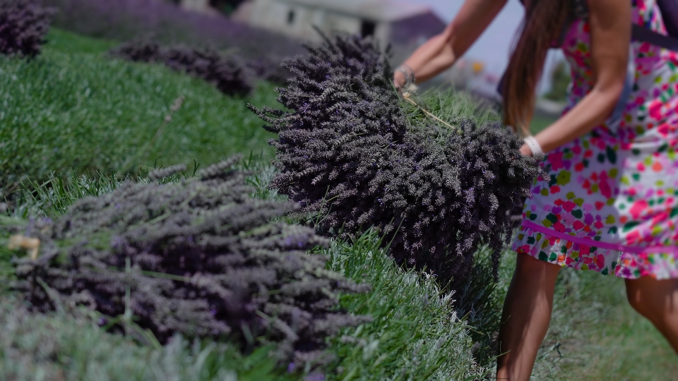 Young woman holds a bunch of freshly cut lavender in her hands