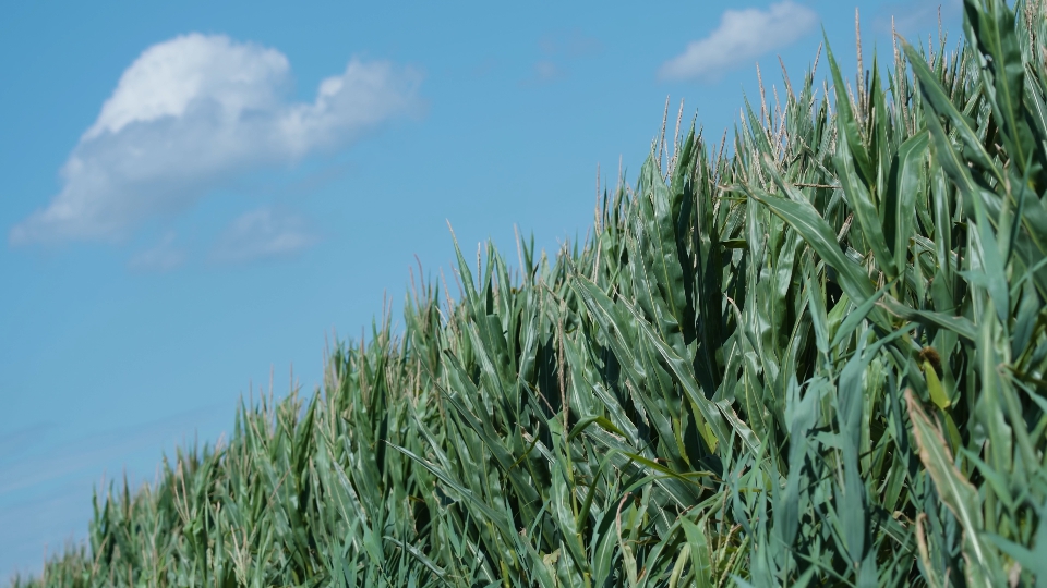 Corn plants in the wind