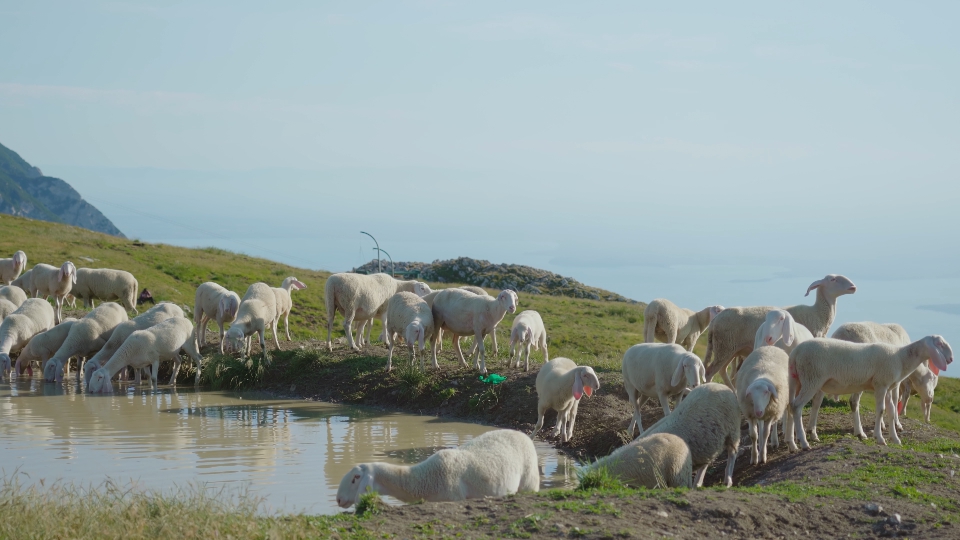 Sheep around the puddle