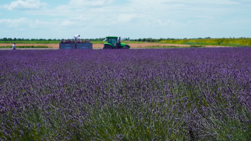 Moving along lavender field during harvest