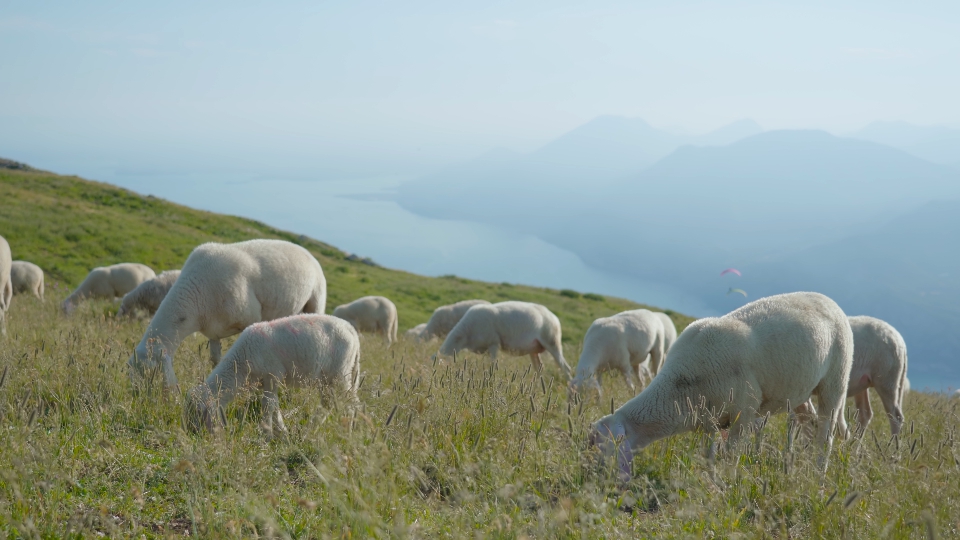 Pecore sul pascolo sopra il lago di Garda