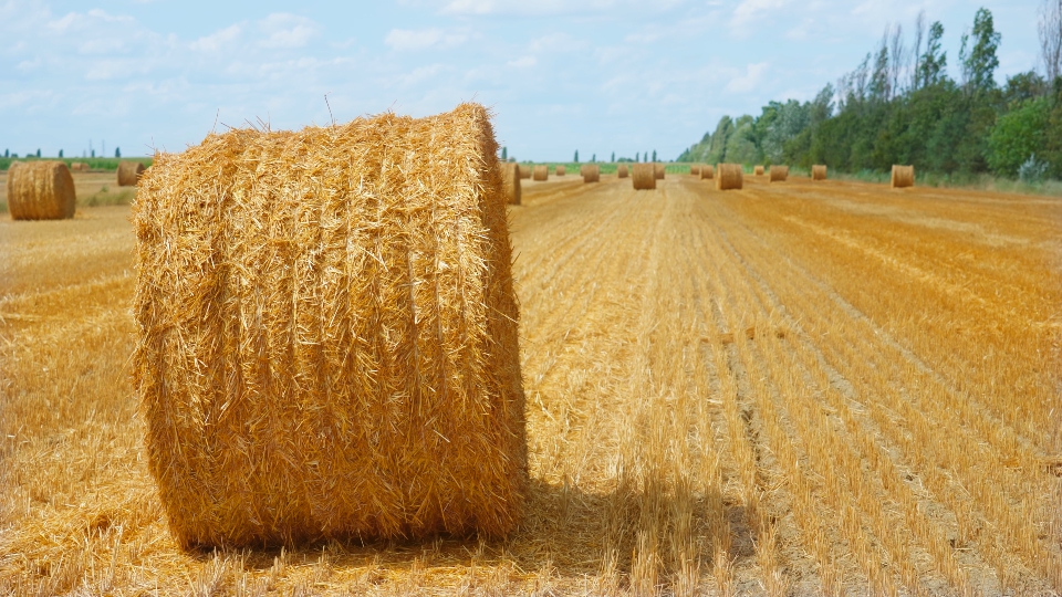 Yellow field with round hay bales