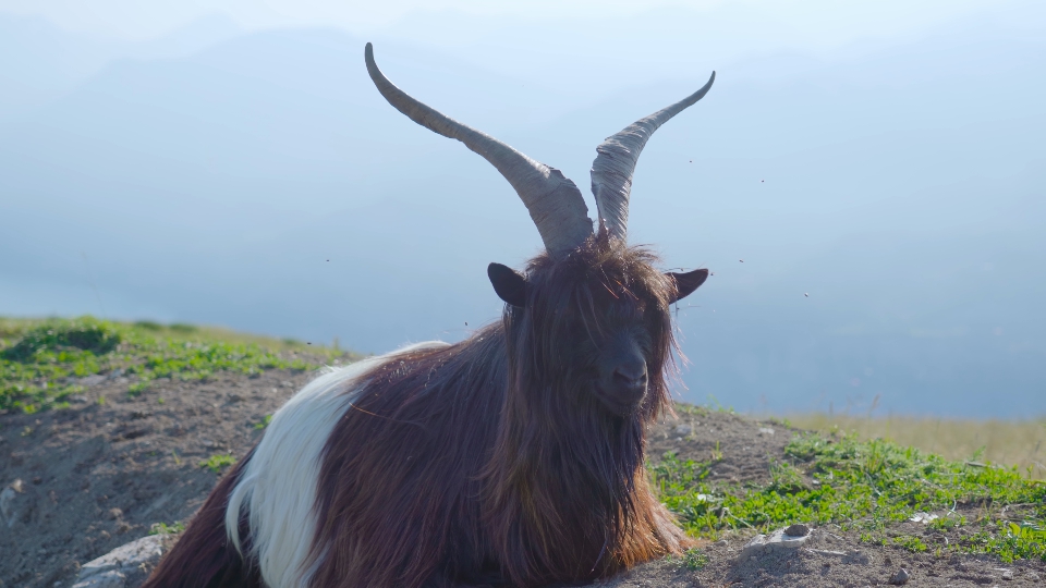 Billy goat with beautiful horns