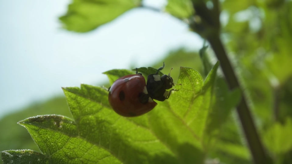 Coccinella si arrampica sulla foglia verde