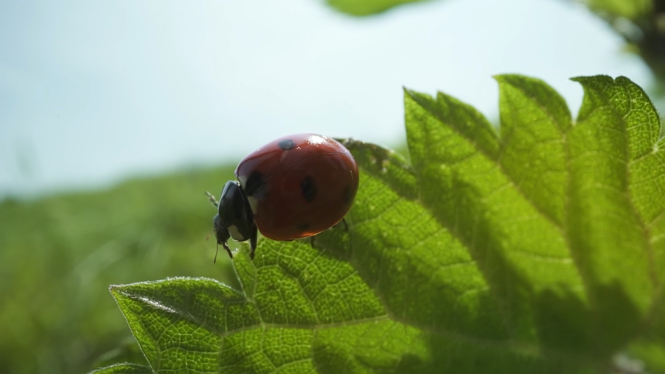 Coccinella Rossa tra la Natura Estiva