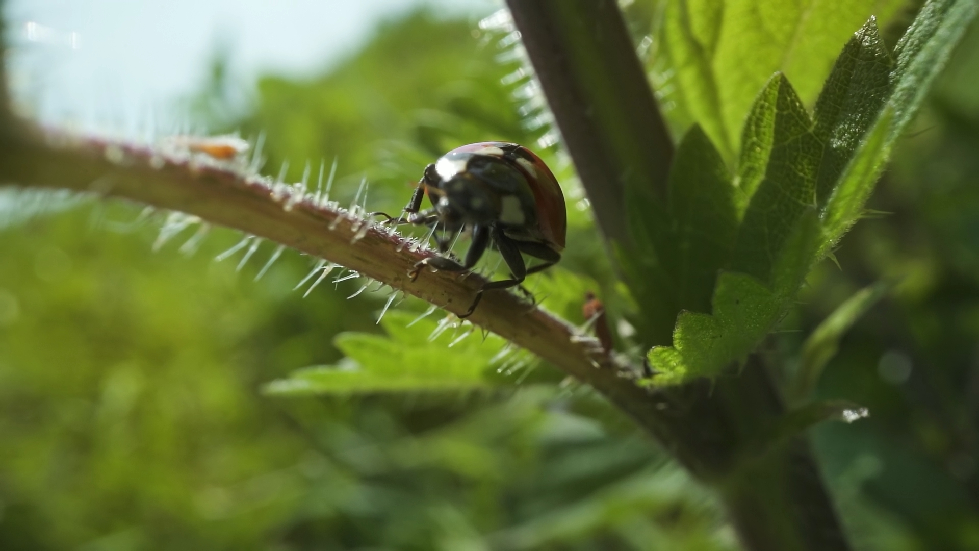 Coccinella rossa cammina sul ramo della pianta