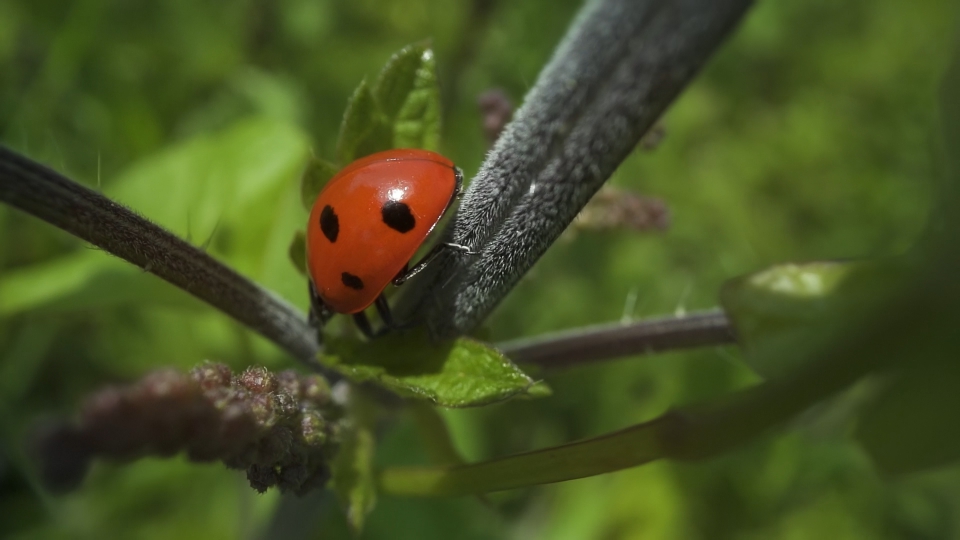 Coccinella scende dal ramo della pianta