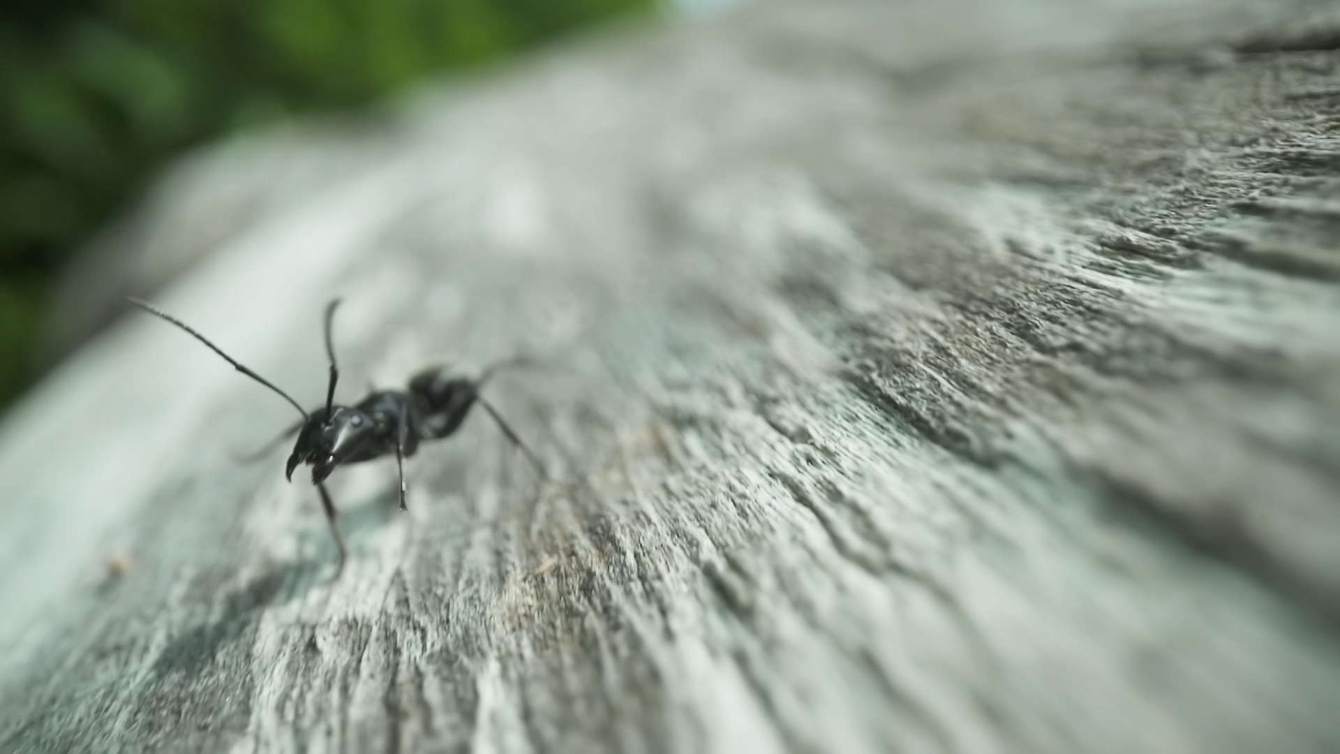 Big ant runs up the tree