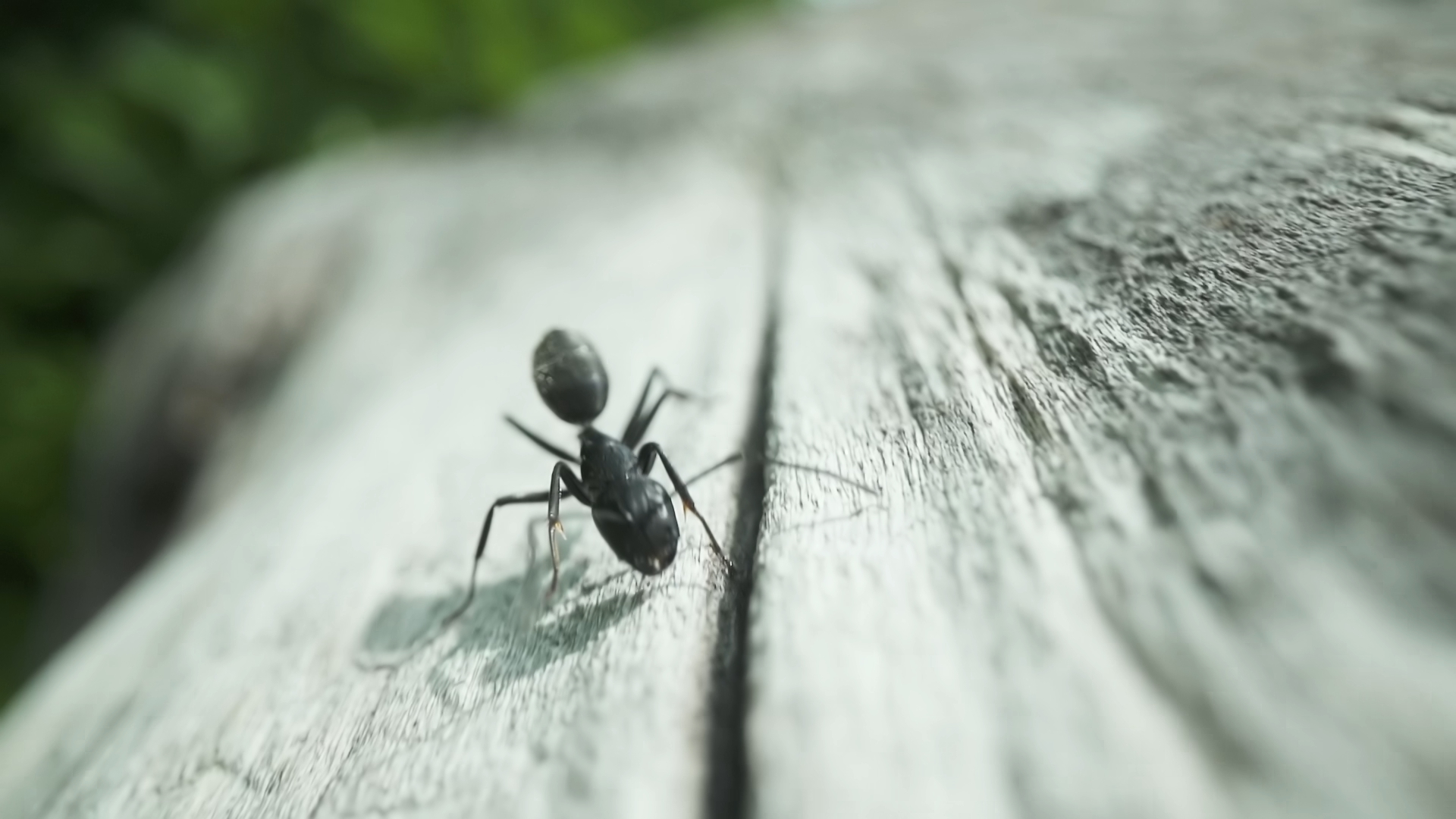 Formica segue ca camera cercando di aggredirla