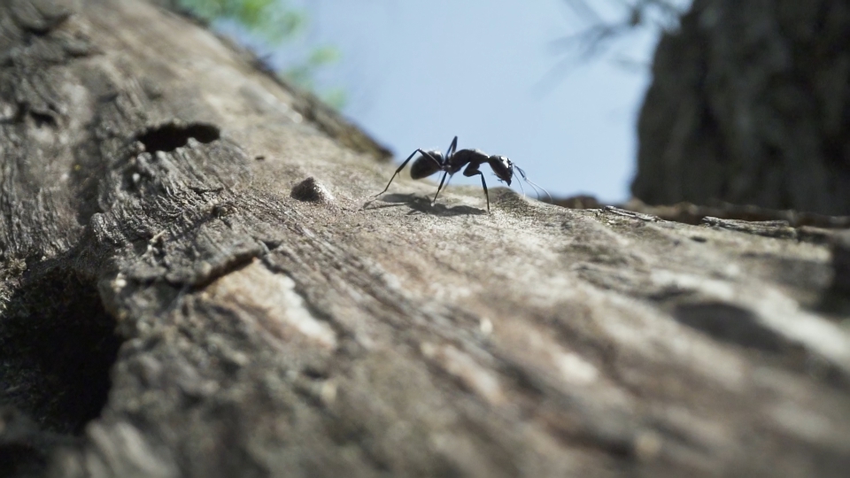 Big black ant walks over ancient tree